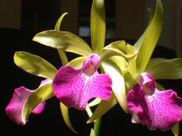 Blc Mem Vida Lee 'Limelight'