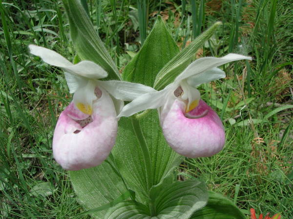 Wild Cypripedium