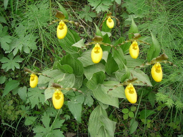 Wild Cypripedium