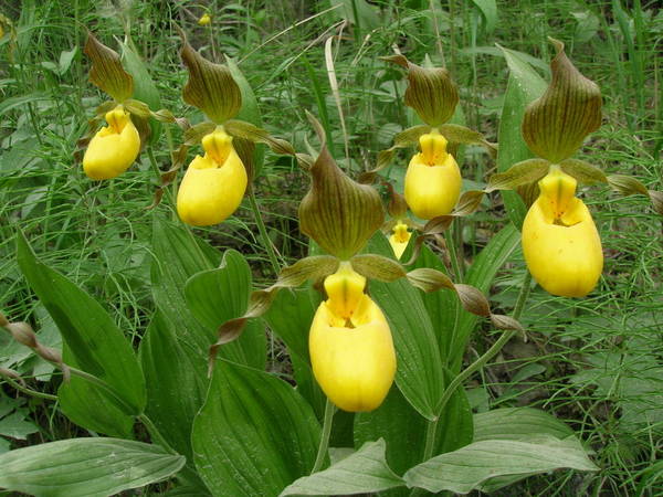 Wild Cypripedium