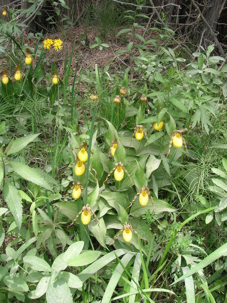 Wild Cypripedium