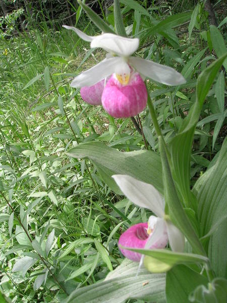 Wild Cypripedium