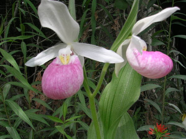 Wild Cypripedium