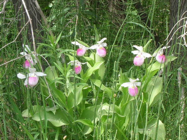 Wild Cypripedium