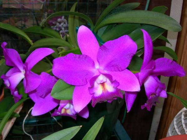 Lc. Secret Love 'Angel'