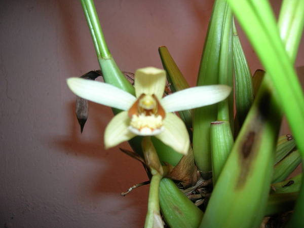 Coelogyne massangeana