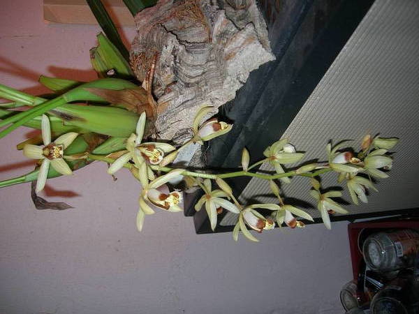 Coelogyne massangeana