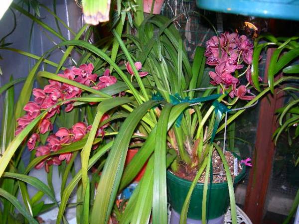 Cymb. Red Baker  'Benjamine'