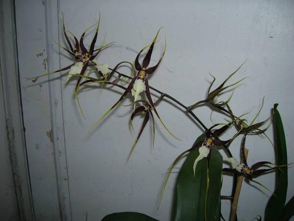 NOID Oncidium/Brassia?