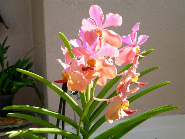 Noid Vanda Unscented  Possibly a V. TMA