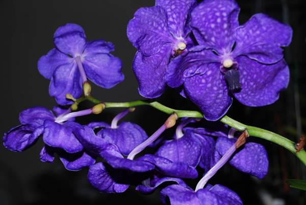 Vanda &quot; Royal blue&quot;