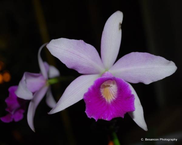 Blc. Ann Morning