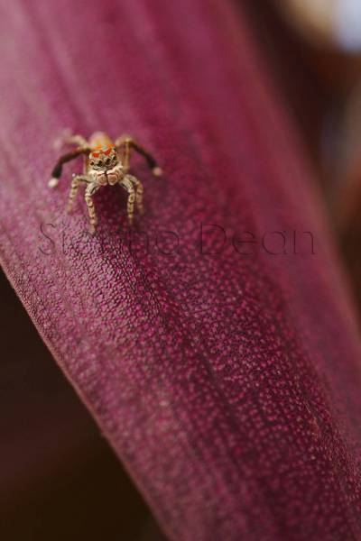 Spider in our garden