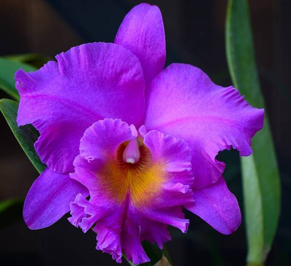 Rlc. Pink Empress 'Lake View'