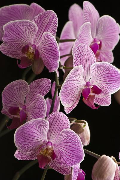 NOID Phal