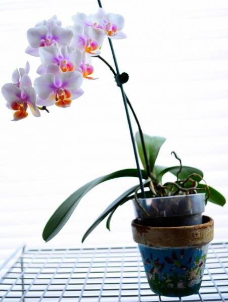 petite pink phal 1