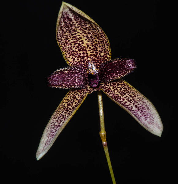 Bulbophyllum elassoglossum