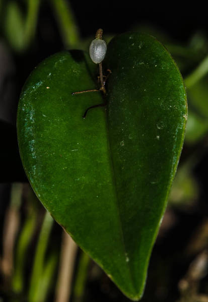 Pleurothallis niveoglobula - Spring 2017