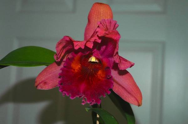 BLC Sally Heath