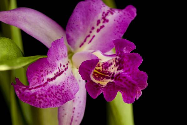 Blc. Empress Worsley 'Roman Holiday' HCC/AOS