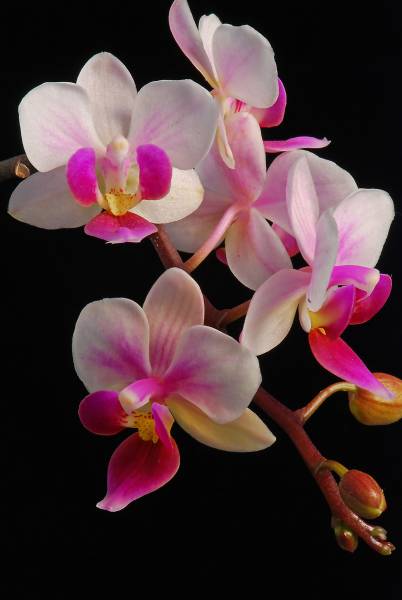 mini Phal. Abundance