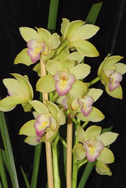 NOID Cymbidium