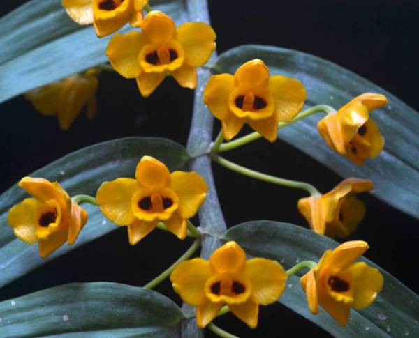 Dendrobium chrysanthum