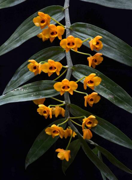 Dendrobium chrysanthum