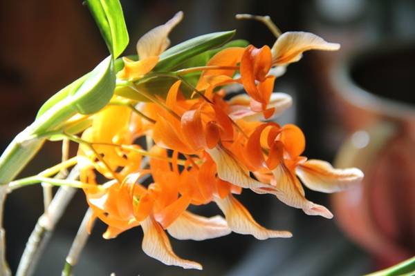 Dendrobium unicum