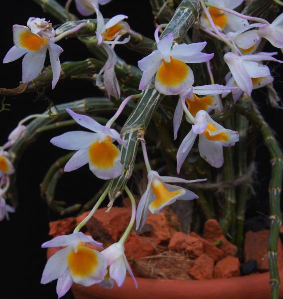 Dendrobium crepidatum in bloom