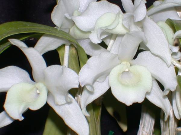 Dendrobium Nobile var Virginalis