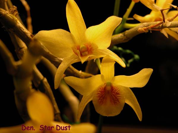 Den. Star Dust