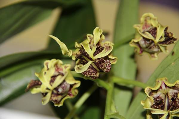 Dendrobium spectabile