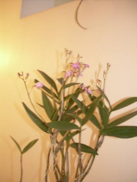 Dendrobium Kingianum