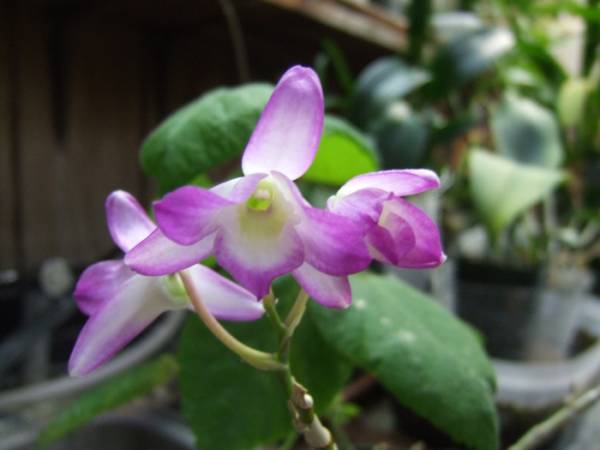 Dendrobium_Nobile_Star_Isle_008