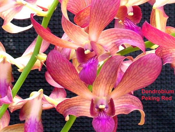 Dendrobium_Peking_Red