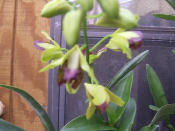 Dendrobium_Thongchai_Gold_Double_Delight_002