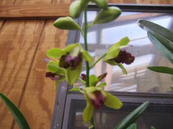 Dendrobium_Thongchai_Gold_Double_Delight_005