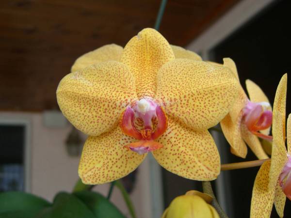 Dendrobium_Yellow_Low_up_Close