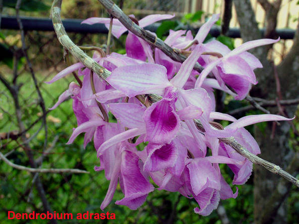 Dendrobium_adrasta