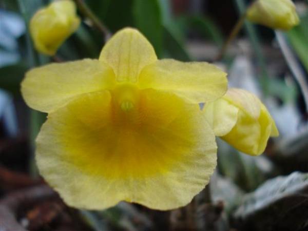 Dendrobium aggregatum.bloom