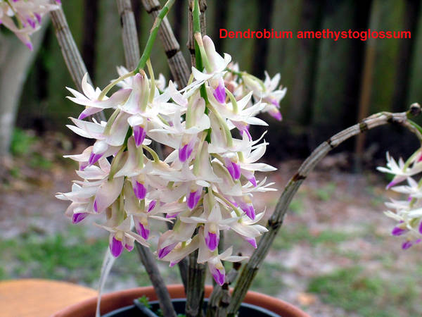 Dendrobium_amethystoglossum