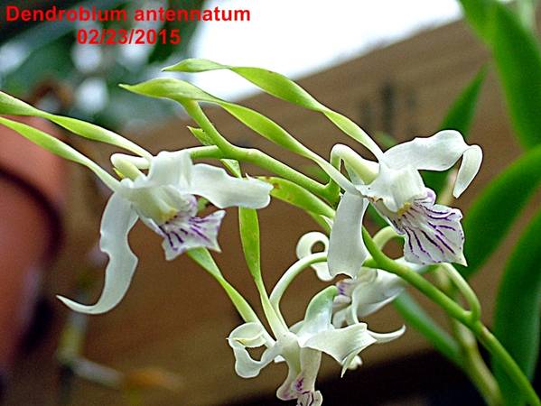 Dendrobium_antennatum