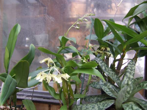 Dendrobium_atroviolaceum_0101