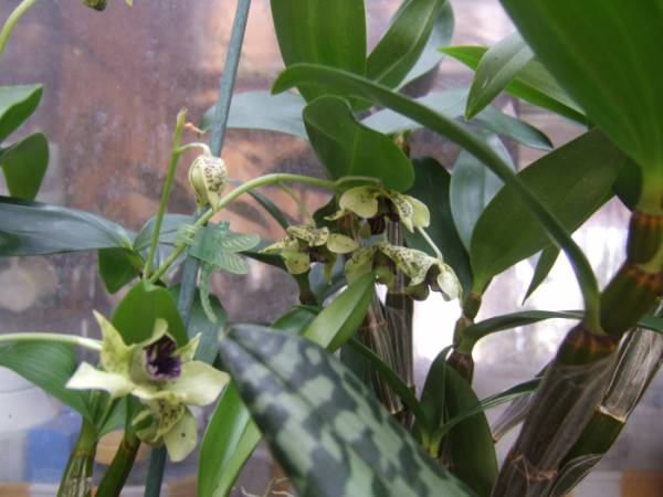 Dendrobium_atroviolaceum_011