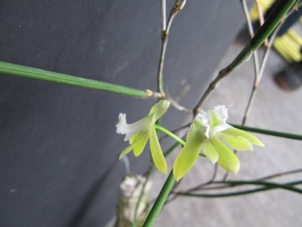 Dendrobium_bowmanii_1