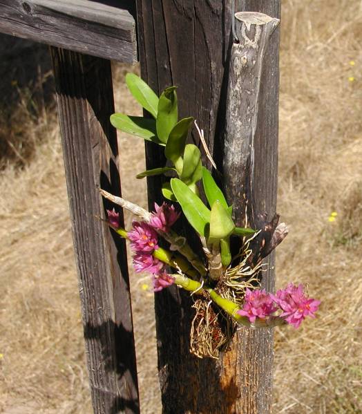 Dendrobium bracteosum