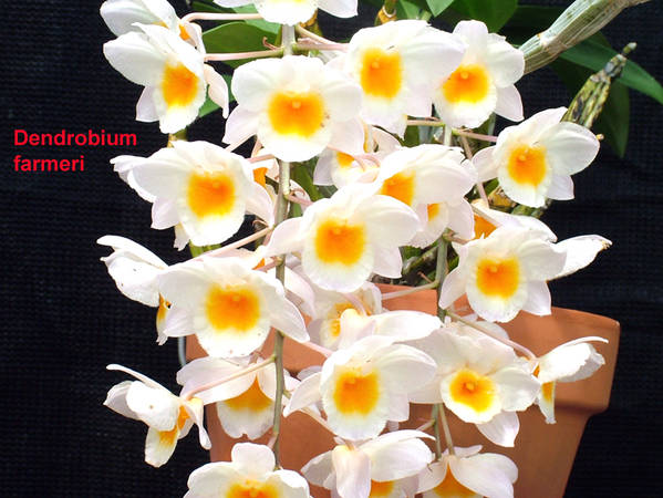 Dendrobium_farmeri1