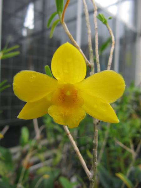 Dendrobium hancockii