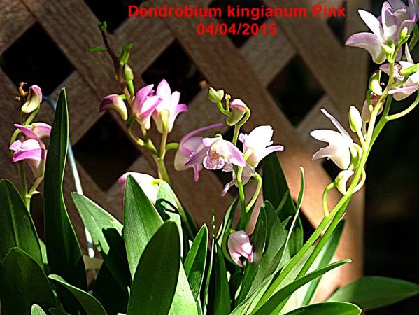 Dendrobium_kingianum_Pink